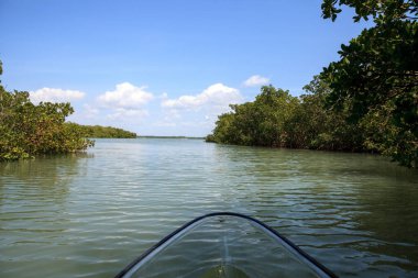 Mangroves, Florida 'daki Bonita Springs' teki Aşıklar Anahtarı 'nda temiz bir kano sularının içinden geçerken su hattını çiziyor..