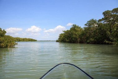 Mangroves, Florida 'daki Bonita Springs' teki Aşıklar Anahtarı 'nda temiz bir kano sularının içinden geçerken su hattını çiziyor..