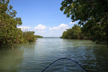 Mangroves, Florida 'daki Bonita Springs' teki Aşıklar Anahtarı 'nda temiz bir kano sularının içinden geçerken su hattını çiziyor..