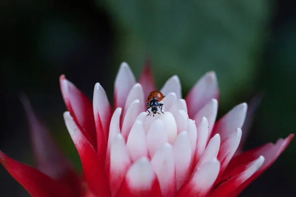 Flor Bromélia Vermelha Branca Com Besouro Senhora Convergente Também Chamado — Fotografia de Stock