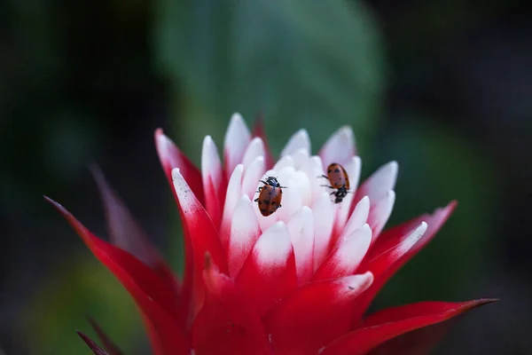 Flor Bromélia Vermelha Branca Com Besouro Senhora Convergente Também Chamado — Fotografia de Stock