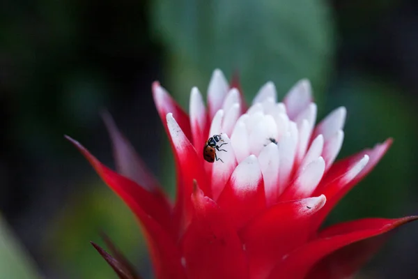 Flor Bromélia Vermelha Branca Com Besouro Senhora Convergente Também Chamado — Fotografia de Stock