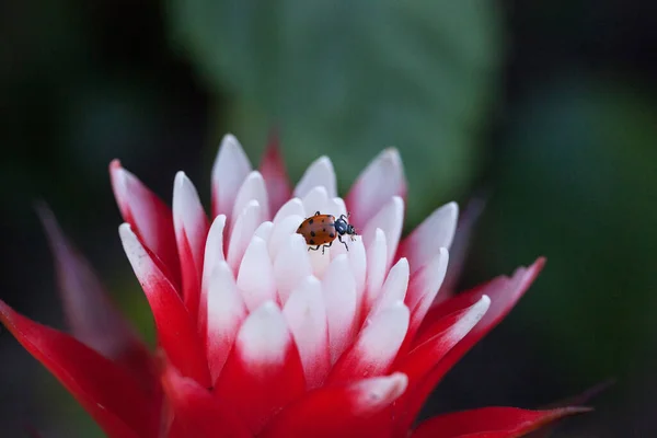 Flor Bromélia Vermelha Branca Com Besouro Senhora Convergente Também Chamado — Fotografia de Stock