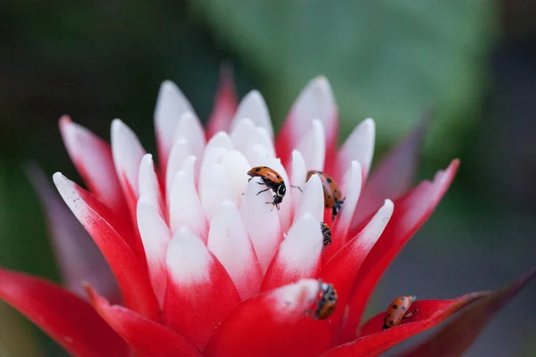 Flor Bromélia Vermelha Branca Com Besouro Senhora Convergente Também Chamado — Fotografia de Stock