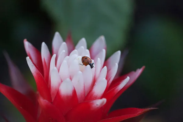 Flor Bromélia Vermelha Branca Com Besouro Senhora Convergente Também Chamado — Fotografia de Stock