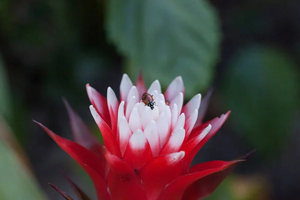 Flor Bromelias Roja Blanca Con Escarabajo Femenino Convergente También Llamado — Foto de Stock