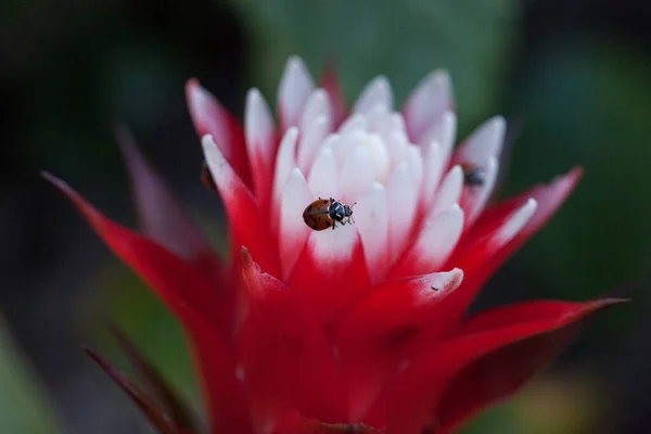 Flor Bromélia Vermelha Branca Com Besouro Senhora Convergente Também Chamado — Fotografia de Stock