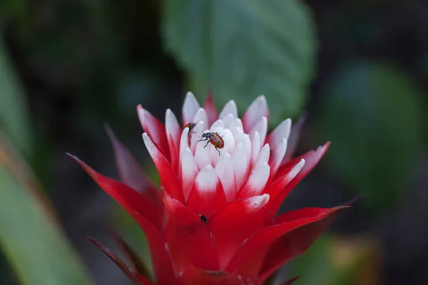 Flor Bromelias Roja Blanca Con Escarabajo Femenino Convergente También Llamado — Foto de Stock