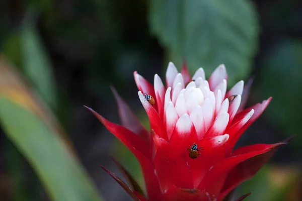 Flor Bromelias Roja Blanca Con Escarabajo Femenino Convergente También Llamado — Foto de Stock