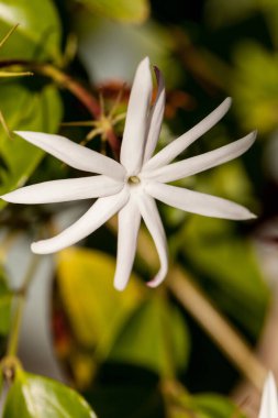 Napoli, Florida 'da bir bahçede yasemin çiçeği Cestrum nocturnum sarmaşığı açıyor.