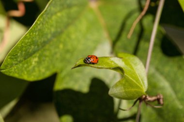 Benekli Uyuşan dişi böcek aynı zamanda yeşil yapraklı uğurböceği Hipodamia konverjenleri olarak da bilinir.