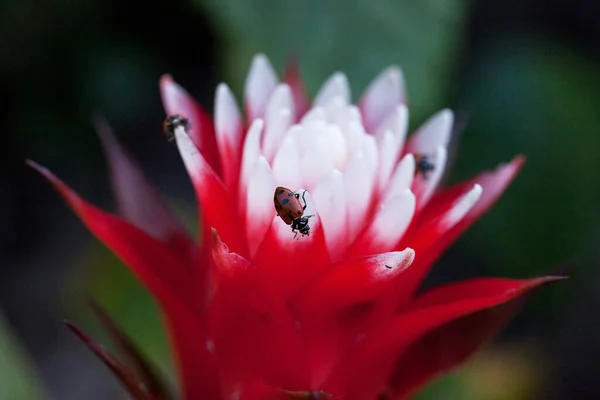 Flor Bromélia Vermelha Branca Com Besouro Senhora Convergente Também Chamado — Fotografia de Stock