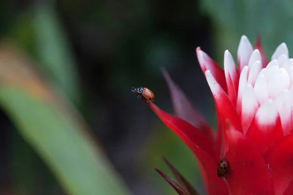 Flor Bromelias Roja Blanca Con Escarabajo Femenino Convergente También Llamado — Foto de Stock