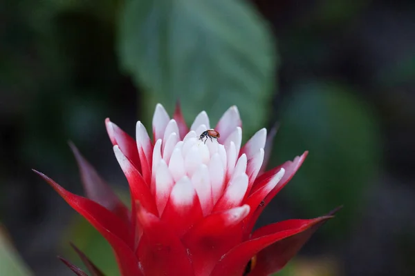 Flor Bromelias Roja Blanca Con Escarabajo Femenino Convergente También Llamado — Foto de Stock