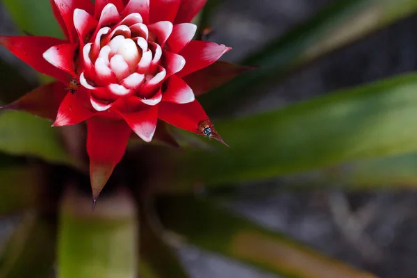 Vörös Fehér Bromeliád Virág Egy Konvergens Hölgy Bogárral Más Néven — Stock Fotó