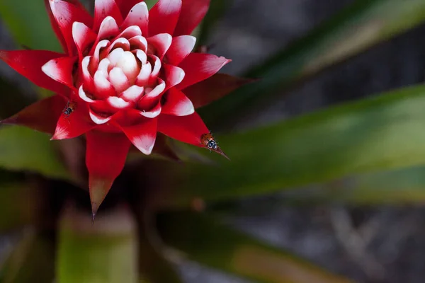 Flor Bromelias Roja Blanca Con Escarabajo Femenino Convergente También Llamado — Foto de Stock