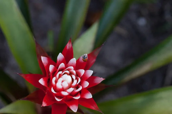 Vörös Fehér Bromeliád Virág Egy Konvergens Hölgy Bogárral Más Néven — Stock Fotó