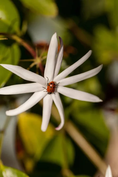 Biały Kwiat Jaśminu Nocy Konwergentem Chrząszcz Pani Zwany Również Biedronka — Zdjęcie stockowe