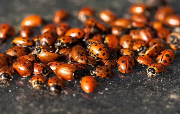 Hibernating cluster of Convergent lady beetle also called the ladybug Hippodamia convergens