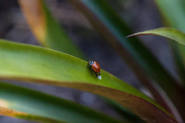 Escarabajo Dama Convergente Manchado También Llamado Mariquita Hippodamia Converge Una — Foto de Stock