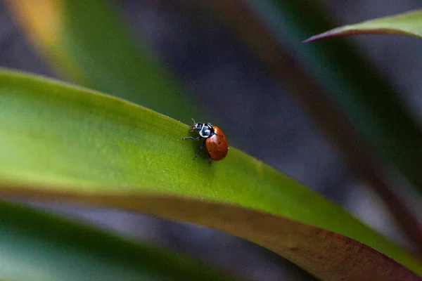Spotted Convergent Lady Beetle Juga Disebut Ladybug Hippodamia Convergens Pada — Stok Foto