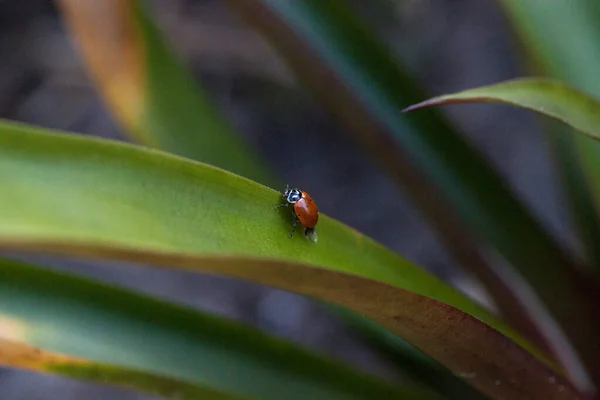 Escarabajo Dama Convergente Manchado También Llamado Mariquita Hippodamia Converge Una — Foto de Stock