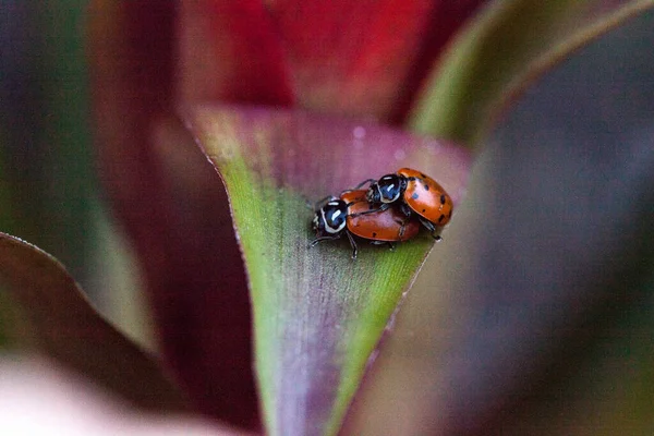 Mating Spotted Konvergentní Dáma Brouci Také Volal Beruška Hippodamia Konvergenci — Stock fotografie