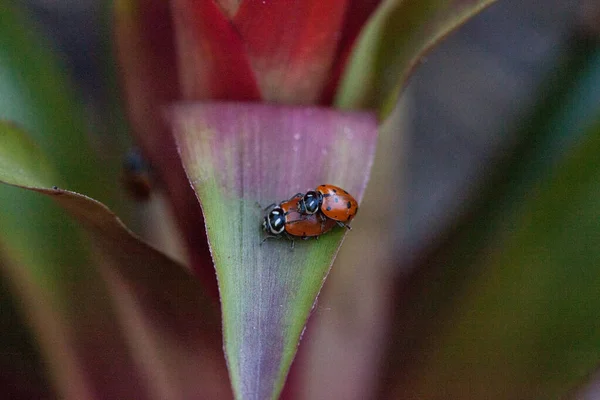 Apareamiento Manchado Señora Convergente Escarabajos También Llamado Mariquita Hippodamia Converge — Foto de Stock