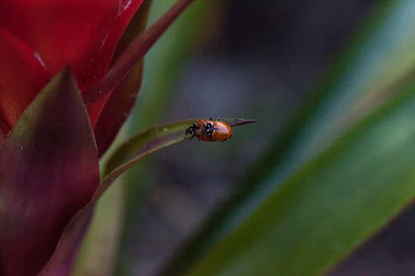 Pating Spotted Convergent Lady Kevers Ook Wel Lieveheersbeestje Hippodamia Convergens — Stockfoto