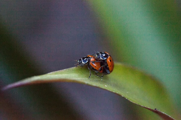 Berpasangan Spotted Convergent Wanita Kumbang Juga Disebut Ladybug Hippodamia Convergens — Stok Foto