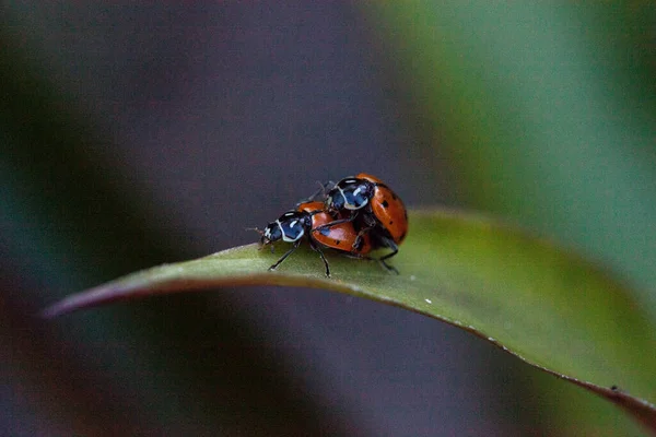 Acasalamento Manchado Convergente Besouros Senhora Também Chamado Joaninha Hippodamia Convergens — Fotografia de Stock