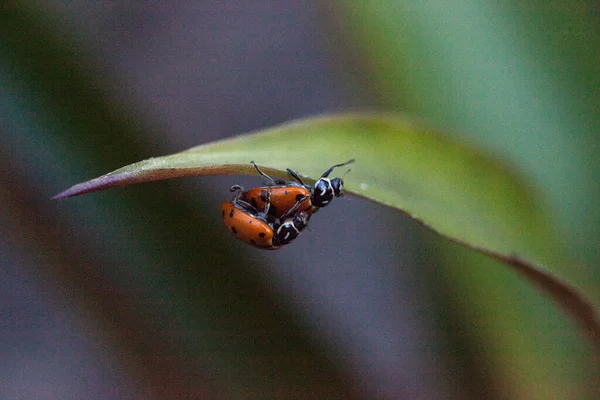 Mating Spotted Convergent Lady Beetles Also Called Ladybug Hippodamia Convergens — Stock Photo, Image