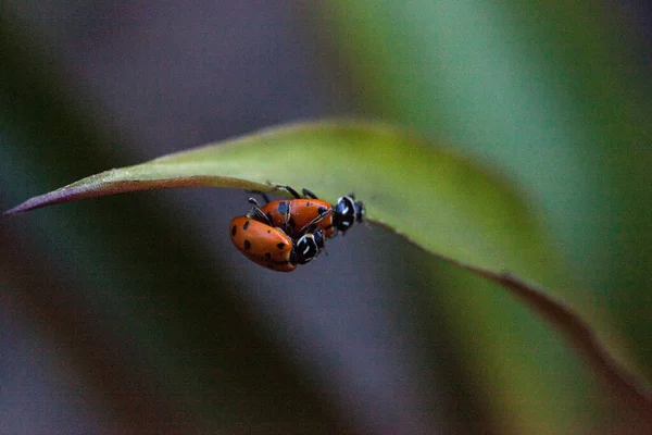 Apareamiento Manchado Señora Convergente Escarabajos También Llamado Mariquita Hippodamia Converge — Foto de Stock