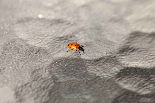 Lone Convergent Wanita Kumbang Juga Disebut Ladybug Hippodamia Convergens Atas — Stok Foto