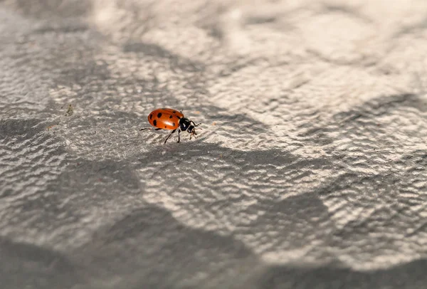 Lone Convergent Wanita Kumbang Juga Disebut Ladybug Hippodamia Convergens Atas — Stok Foto