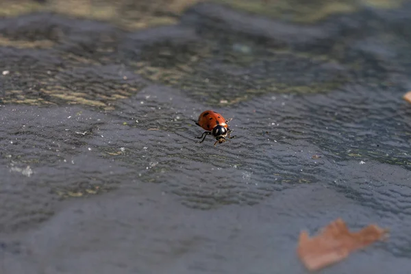 Одинокий Леди Жук Кличке Ладибуг Гипподром Ladybug Hippodae Стеклянном Столе — стоковое фото