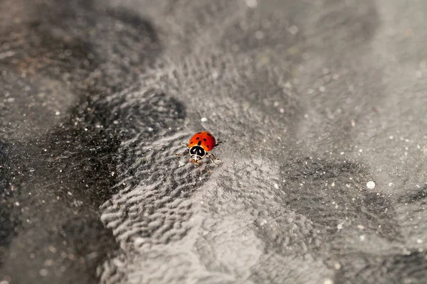 独眼趋同的女士甲虫也被称为 玻璃桌上的瓢虫依波达米亚 — 图库照片