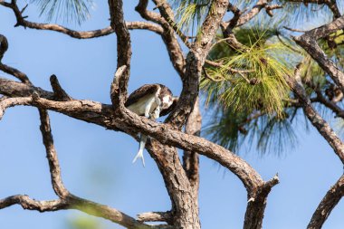 Osprey yırtıcı kuşu Pandion haliaetus Napoli, Florida 'daki bir nehirden çaldığı balığı yemek için bir dala tünemiş.