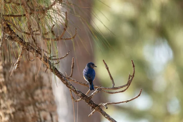 Mężczyzna Wschodni Bluebird Sialia Sialis Oddział Neapolu Floryda Wiosnę — Zdjęcie stockowe