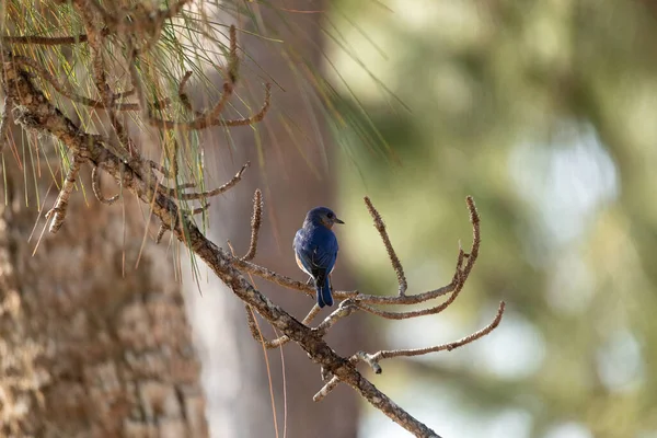 Man Eastern Bluebird Sialia Sialis Filial Neapel Florida Våren — Stockfoto
