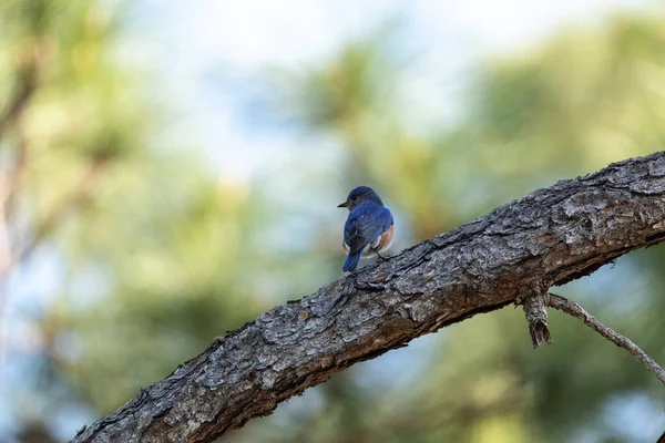 Mężczyzna Wschodni Bluebird Sialia Sialis Oddział Neapolu Floryda Wiosnę — Zdjęcie stockowe