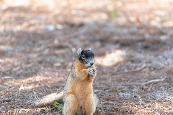 Fox Eichhörnchen Sciurus Niger Sitzt Auf Dem Boden Und Frisst — Stockfoto
