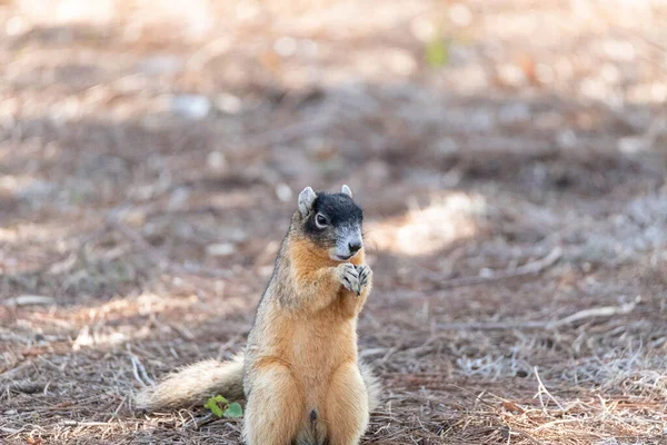 Ardilla Zorra Sciurus Niger Posa Suelo Come Una Nuez Naples — Foto de Stock