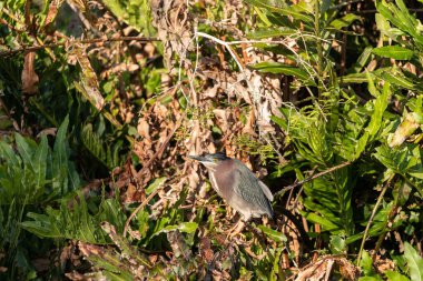 Kamufle edilmiş küçük yeşil balıkçıl Butorides Napoli, Florida 'da bir bataklığın ortasında yaşıyor.