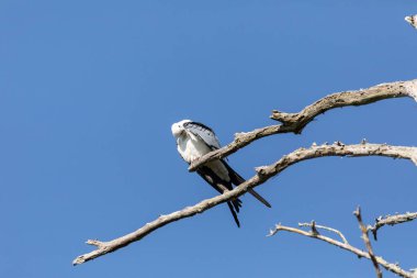 Kırlangıç kuyruklu Elanoides, Napoli, Florida 'da tüylerini temizlemek için bir dalın üzerinde tünemiş yırtıcı kuşlardan oluşan bir kuş..