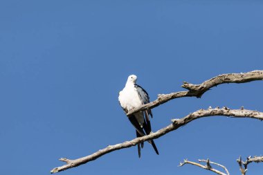 Tünemiş kırlangıç kuyruklu Elanoides Napoli, Florida 'da tüylerini temizlemek için bir dalın üzerinde tünemiş yırtıcı kuşlardan oluşan bir kuş..