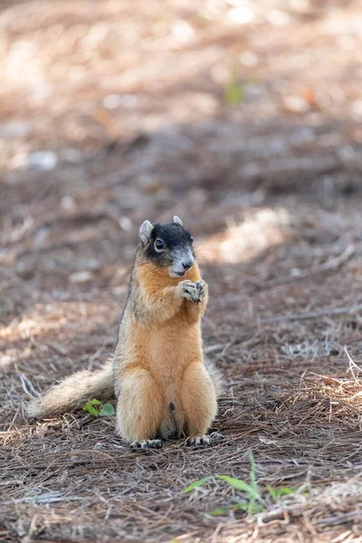Fox Eichhörnchen Sciurus Niger Sitzt Auf Dem Boden Und Frisst — Stockfoto