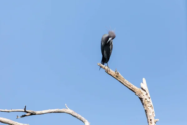 Маленька Блакитна Чапля Egretta Caerulea Сидить Гілці Над Океаном Неаполі — стокове фото