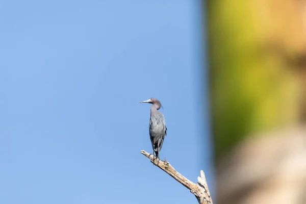 Der Kleine Blaureiher Egretta Caerulea Hockt Auf Einem Ast Über — Stockfoto