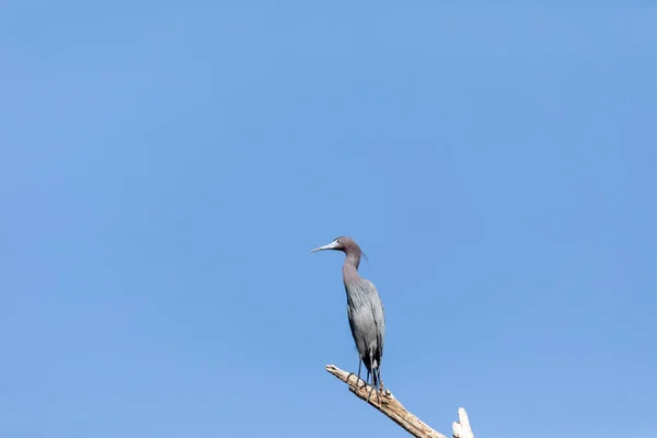 Pequena Garça Azul Egretta Caerulea Pássaro Poleiros Ramo Acima Oceano — Fotografia de Stock